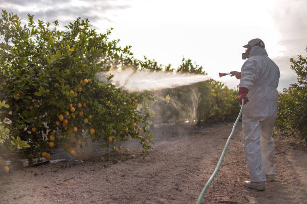 Wasp Removal Services in Walden, TN