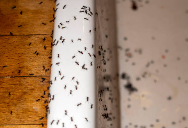 Best Flea Control Services  in Walden, TN
