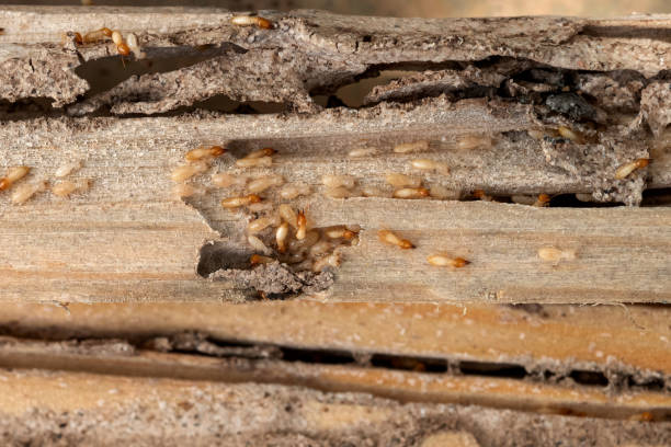 Best Commercial Pest Control Services  in Walden, TN